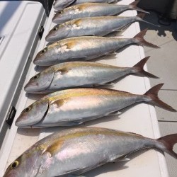 オーシャンキッズ 釣果