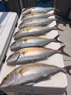 オーシャンキッズ 釣果