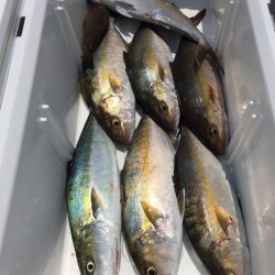 オーシャンキッズ 釣果