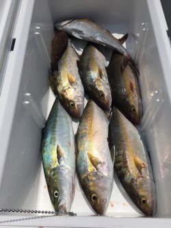 オーシャンキッズ 釣果