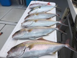 オーシャンキッズ 釣果