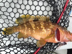 オーシャンキッズ 釣果