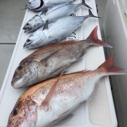 オーシャンキッズ 釣果