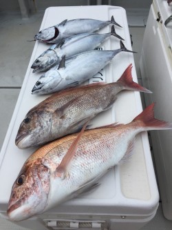 オーシャンキッズ 釣果