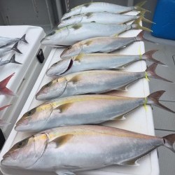 オーシャンキッズ 釣果