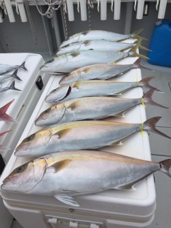 オーシャンキッズ 釣果