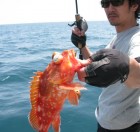 Aquanaut（アクアノート） 釣果