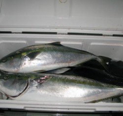 Aquanaut（アクアノート） 釣果