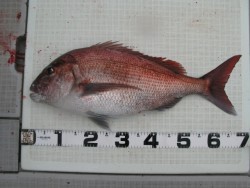 Aquanaut(アクアノート) 釣果