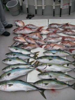 Aquanaut(アクアノート) 釣果