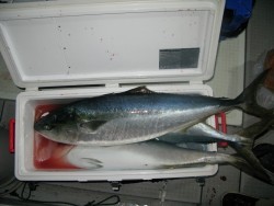 Aquanaut（アクアノート） 釣果