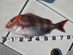 Aquanaut（アクアノート） 釣果