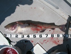 Aquanaut(アクアノート) 釣果