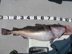 Aquanaut(アクアノート) 釣果