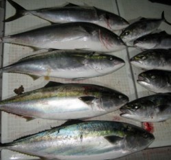 Aquanaut（アクアノート） 釣果