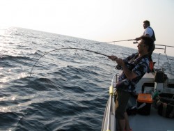 Aquanaut（アクアノート） 釣果