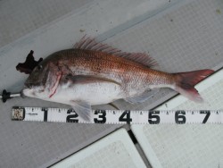 Aquanaut（アクアノート） 釣果