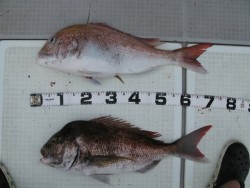 Aquanaut（アクアノート） 釣果