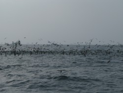 Aquanaut（アクアノート） 釣果