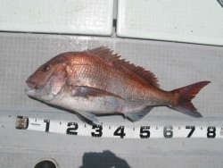 Aquanaut（アクアノート） 釣果