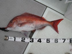 Aquanaut（アクアノート） 釣果