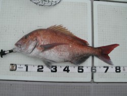 Aquanaut（アクアノート） 釣果