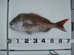 Aquanaut（アクアノート） 釣果