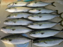 アジアマリンサービス 釣果