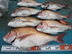 アジアマリンサービス 釣果