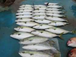 アジアマリンサービス 釣果