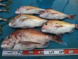 アジアマリンサービス 釣果