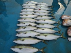 アジアマリンサービス 釣果