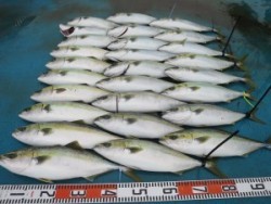 アジアマリンサービス 釣果