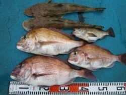 アジアマリンサービス 釣果