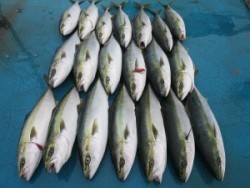 アジアマリンサービス 釣果