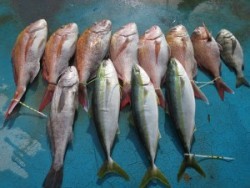 アジアマリンサービス 釣果