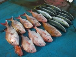 アジアマリンサービス 釣果