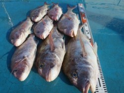 アジアマリンサービス 釣果