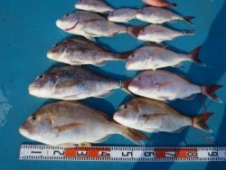 アジアマリンサービス 釣果