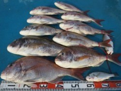 アジアマリンサービス 釣果