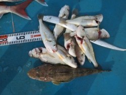 アジアマリンサービス 釣果