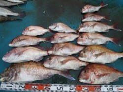 アジアマリンサービス 釣果