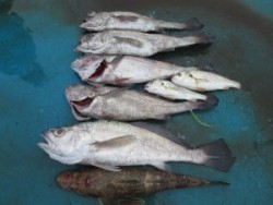 アジアマリンサービス 釣果