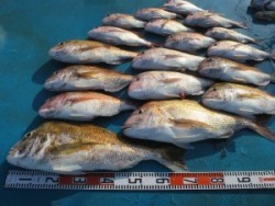 アジアマリンサービス 釣果