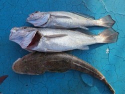 アジアマリンサービス 釣果