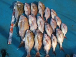 アジアマリンサービス 釣果