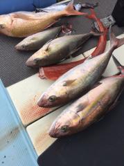 かいもん丸 釣果