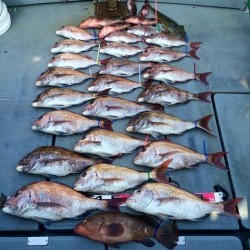 さんさん丸 釣果