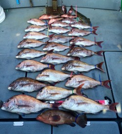 さんさん丸 釣果