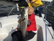 シーマジカル 釣果